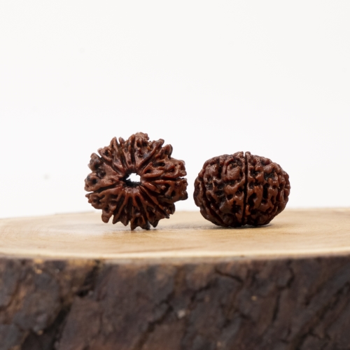 10 Mukhi Rudraksh