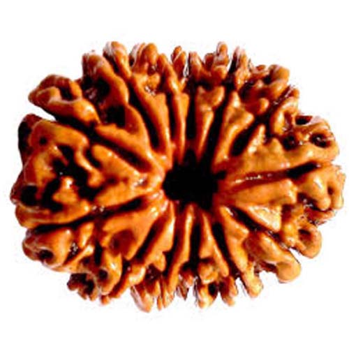 19 Mukhi Rudraksh