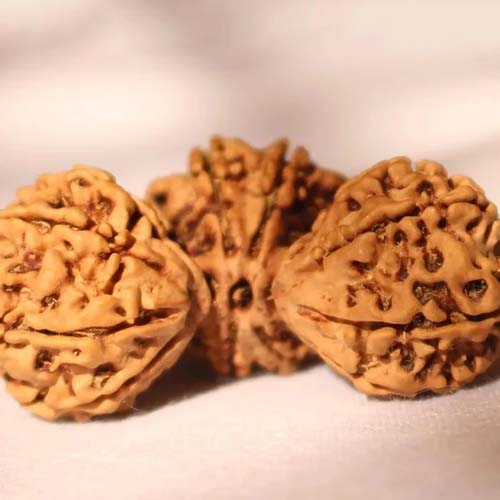 Trijuti Rudraksha