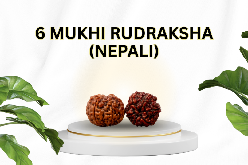 Six Mukhi Rudraksha (Nepali): A Sacred Symbol of Strength, Wisdom & Emotional Balance
