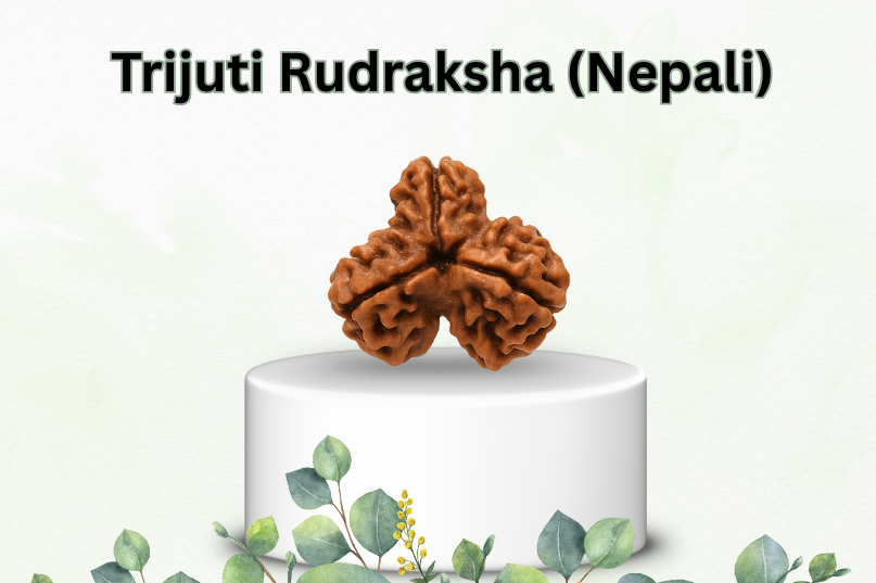 Trijuti Rudraksha (Nepali): Unlock the Profound Benefits of Balance, Protection, and Enlightenment