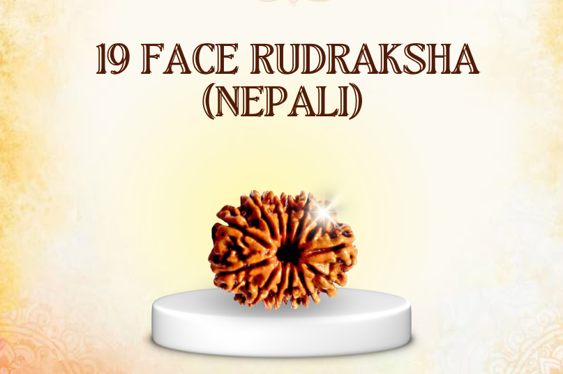 19 Face Rudraksha (Nepali) – The Bead of Supreme Power, Manifestation & Liberation