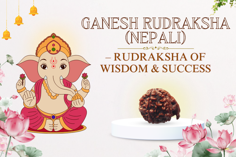 Ganesh Rudraksha (Nepali) Image