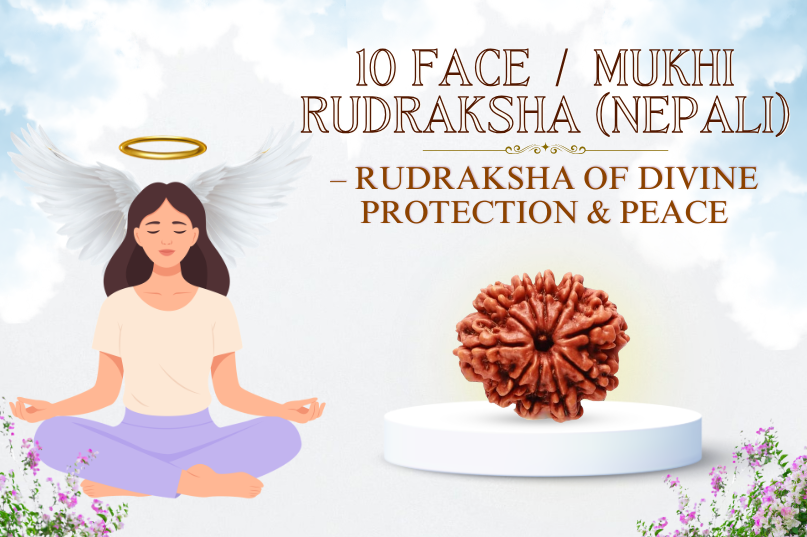 10 Face Rudraksha (Nepali) Image