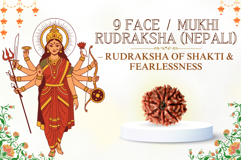 9 Face Rudraksha (Nepali) Image