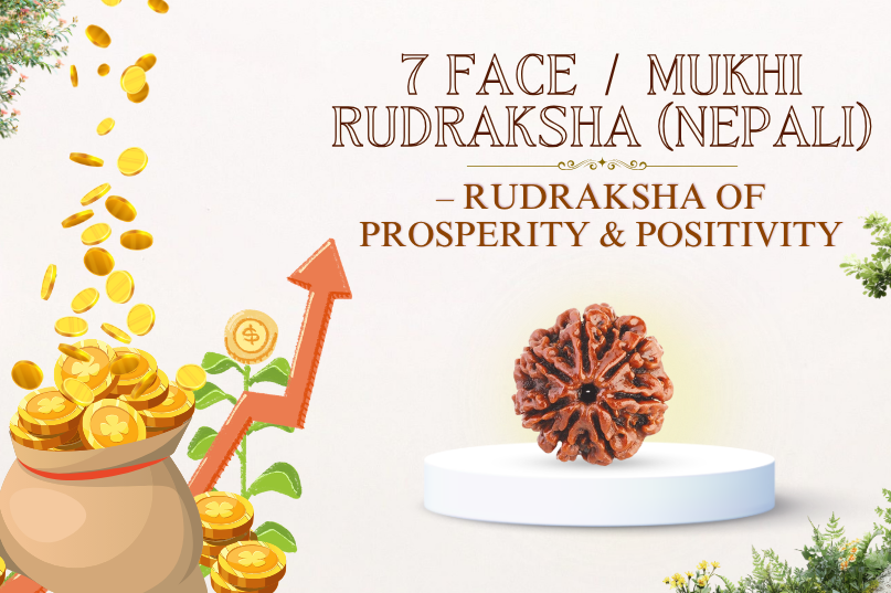7 Face Rudraksha (Nepali) Image
