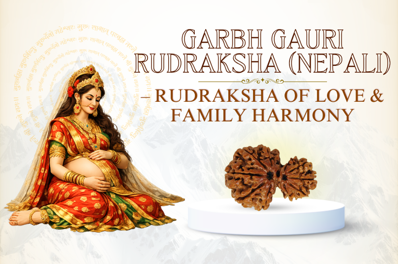 Garbh Gauri Rudraksha (Nepali) Image