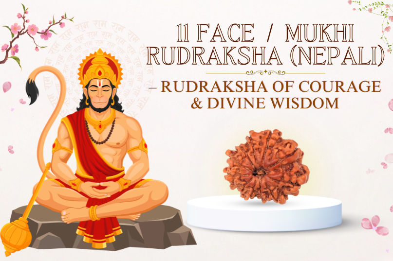 11 Face Rudraksha (Nepali) Image