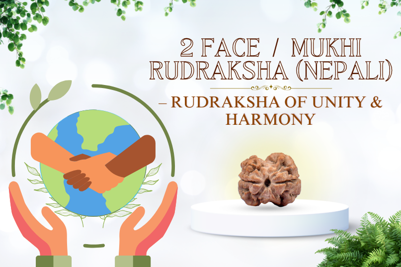 2 Face Rudraksha (Nepali) Image