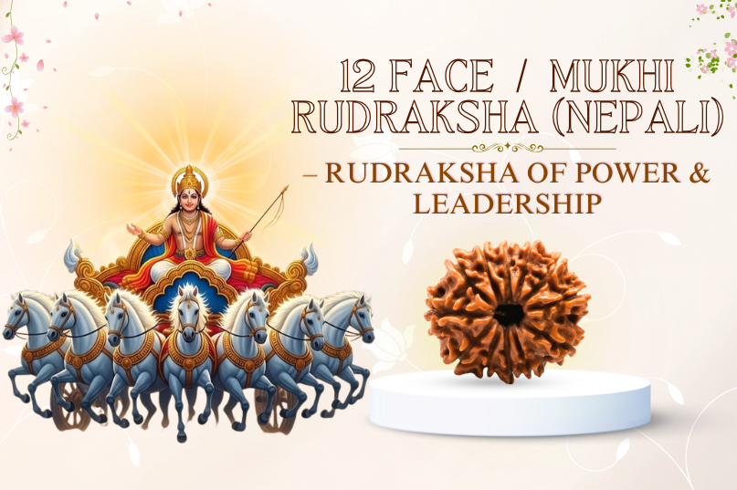 12 Face Rudraksha (Nepali) Image