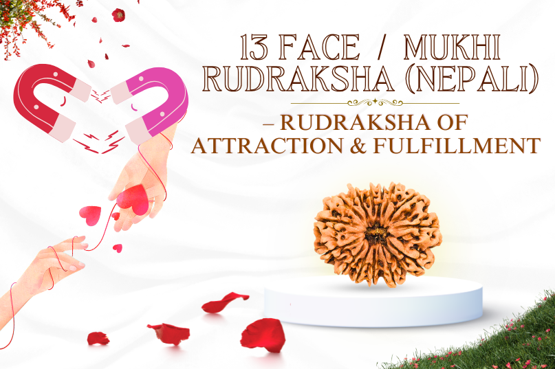 13 Face Rudraksha (Nepali) Image