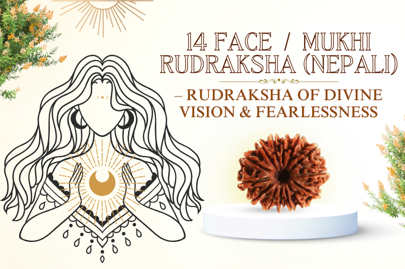 14 Face Rudraksha (Nepali) Image