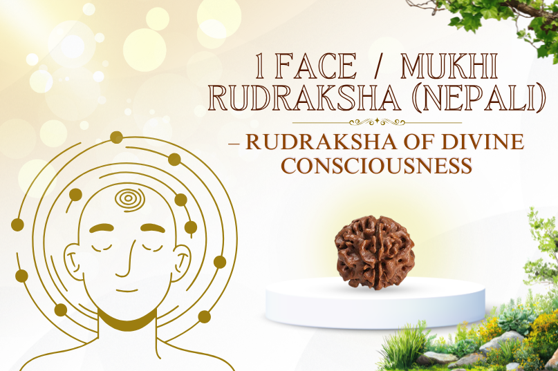 1 Face / Mukhi Rudraksh (Nepali) Image