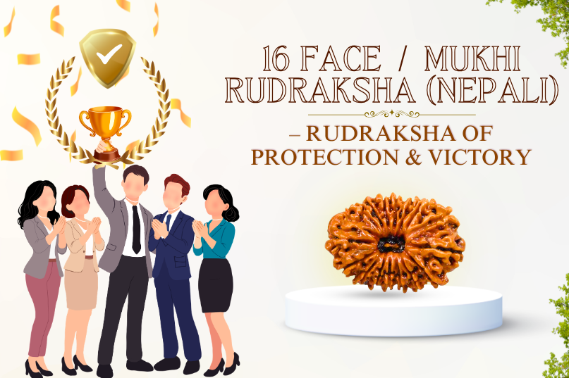 16 Face Rudraksha (Nepali) Image